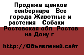 Продажа щенков сенбернара - Все города Животные и растения » Собаки   . Ростовская обл.,Ростов-на-Дону г.